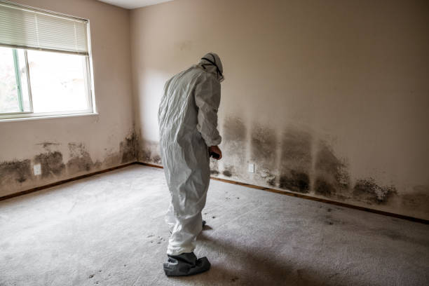 Asbestos and Lead Testing During Mold Inspection in Red Lion, PA